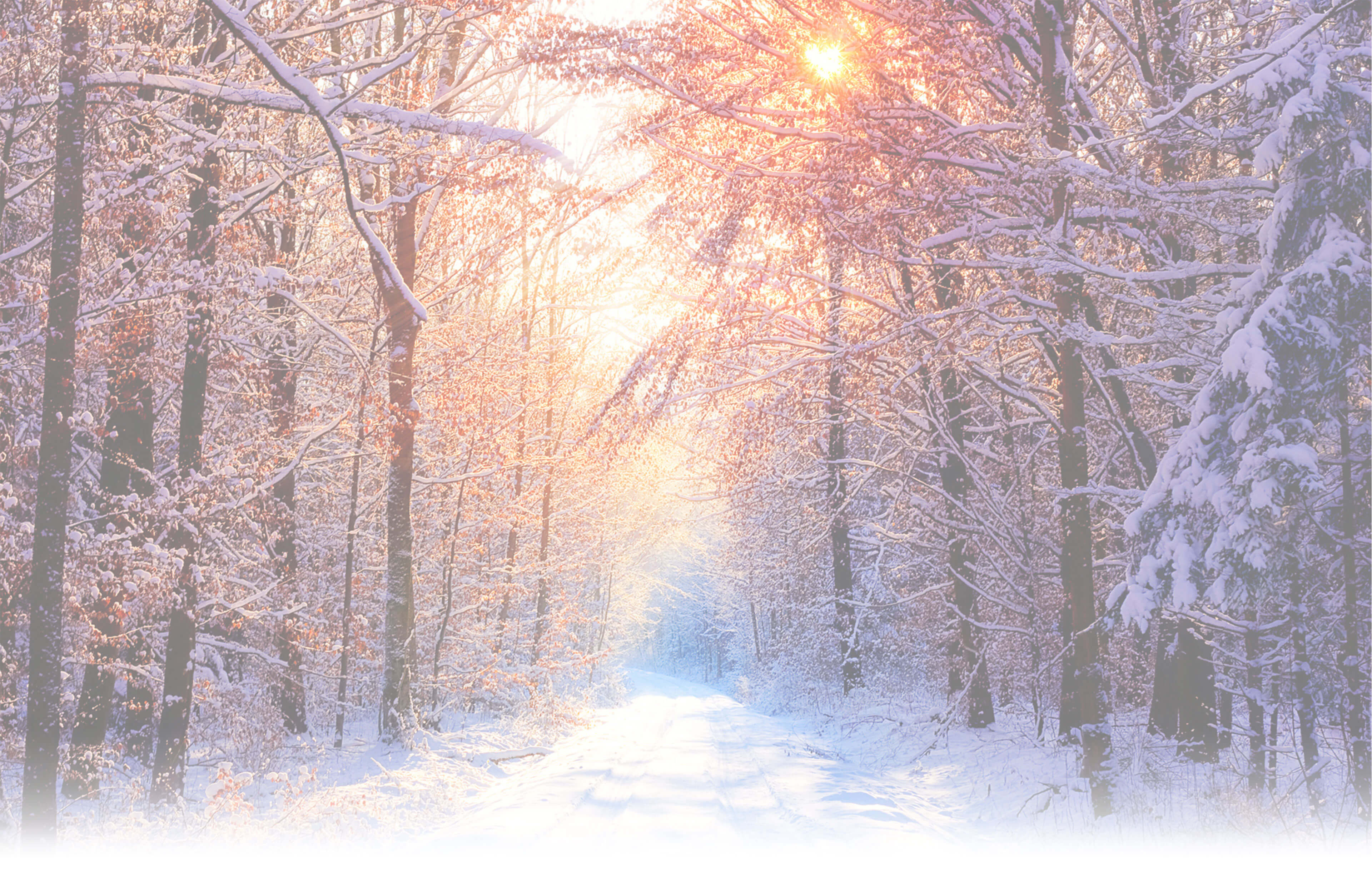 Winter landscape