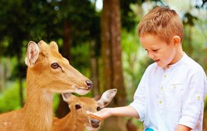 Little boy feeding deer at a petting zoo