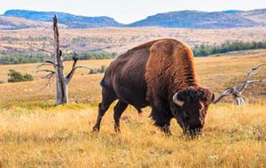 A buffalo grazing in a field