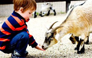 Little boy feeding a goat at a petting zoo