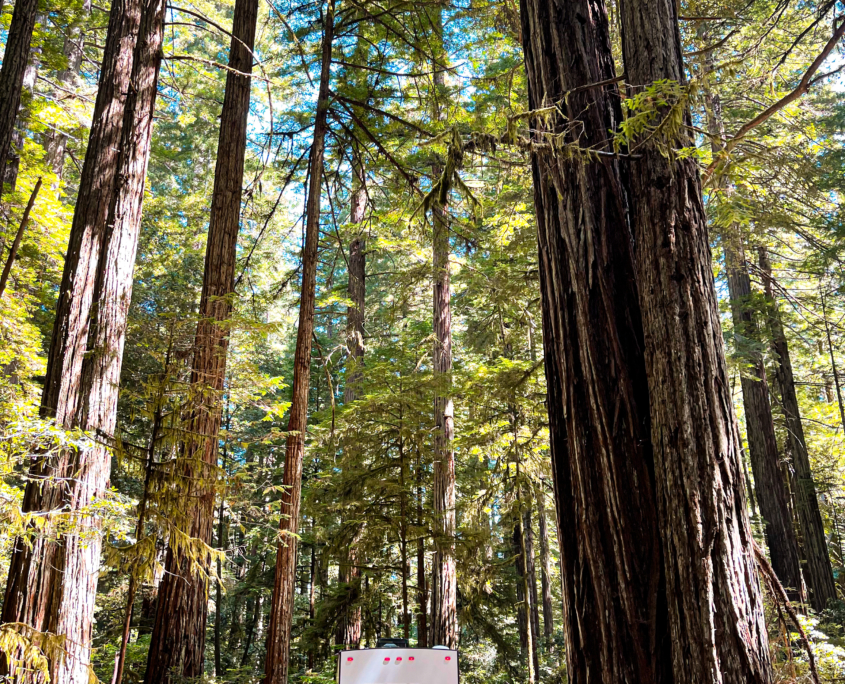 redwoods-3-845x684