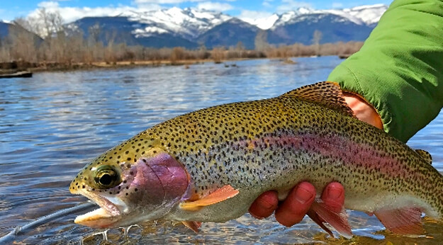 Fly Fishing