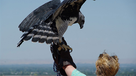 Woman holding large bird of prey