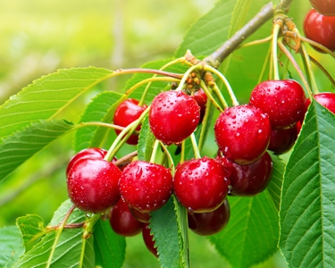 Nature & Me R.V. National Cherry Festival