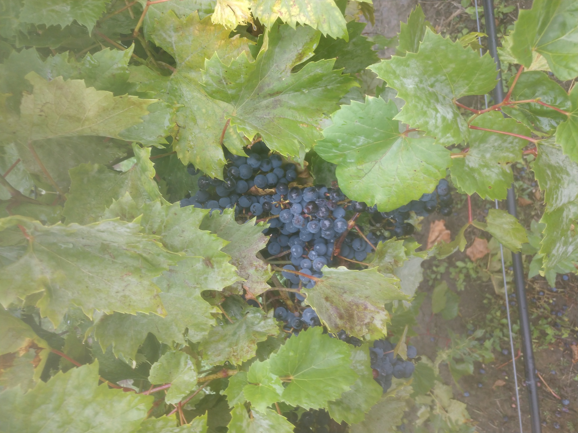 Winery