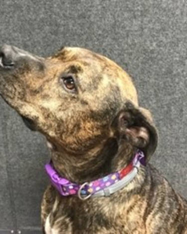 Koko Wakley - CDO (Chief Dog Officer) and Company Mascot!